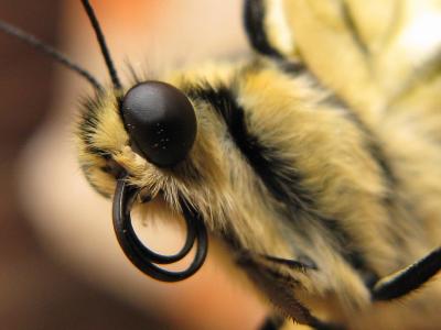 Махаон (Papilio machaon)  Автор фото: Кудрявцева Татьяна