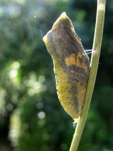 Махаон (Papilio machaon)  Автор фото: Кудрявцева Татьяна