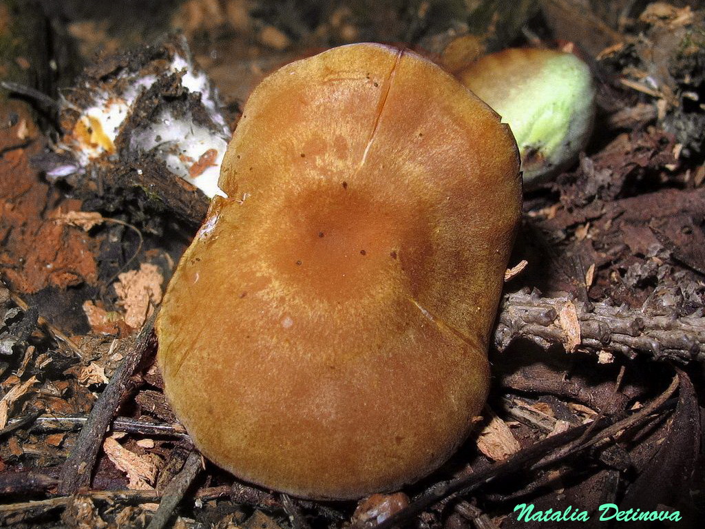 Каллистоспориум сосновый (Callistosporium pinicola). Автор: Детинова Наталия