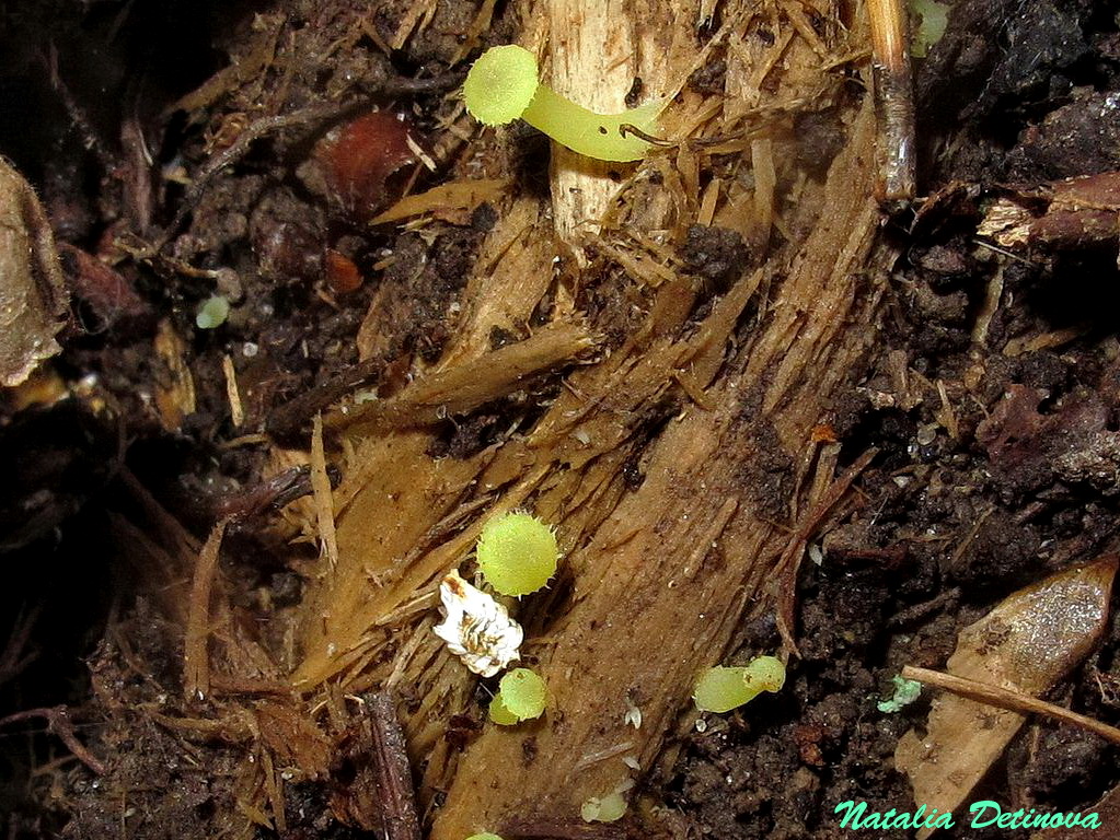 Хризомфалина толстенькая (Chrysomphalina grossula). Автор: Детинова Наталия
