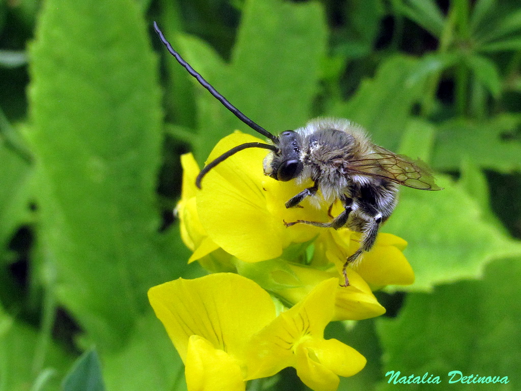 Пчела длинноусая (Eucera longicornis). Автор фото: Детинова Наталия