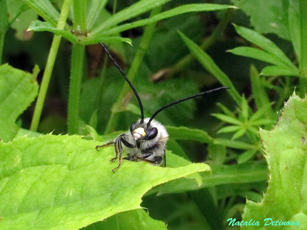 Пчела длинноусая (Eucera longicornis). Автор фото: Детинова Наталия