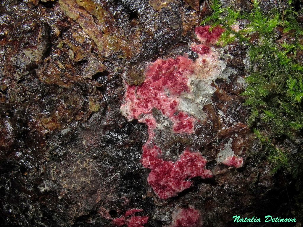 Гипомицес розеточный (Hypomyces rosellus) Автор фото: Детинова Наталия