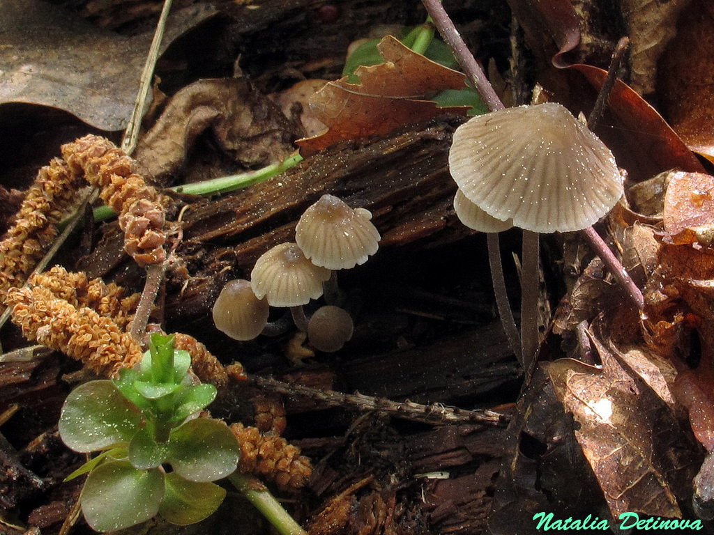 Мицена тонкошляпковая (Mycena leptocephala) Автор: Детинова Наталия