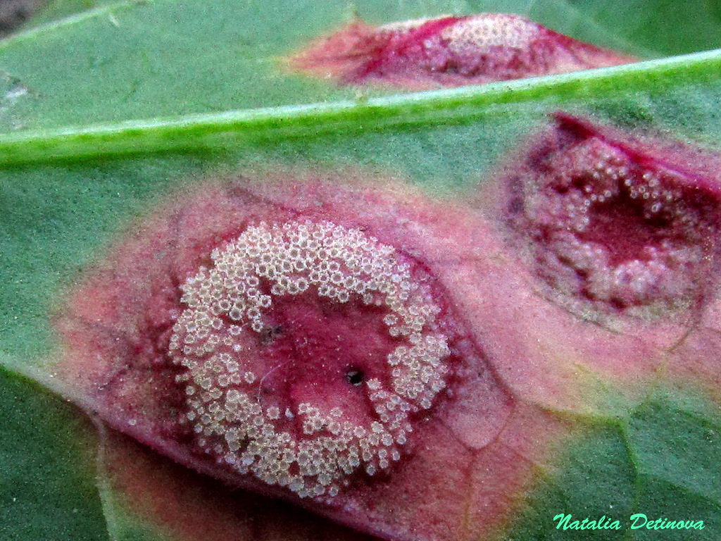 Пукциния щавелевая (Puccinia phragmitis) Автор: Детинова Наталия