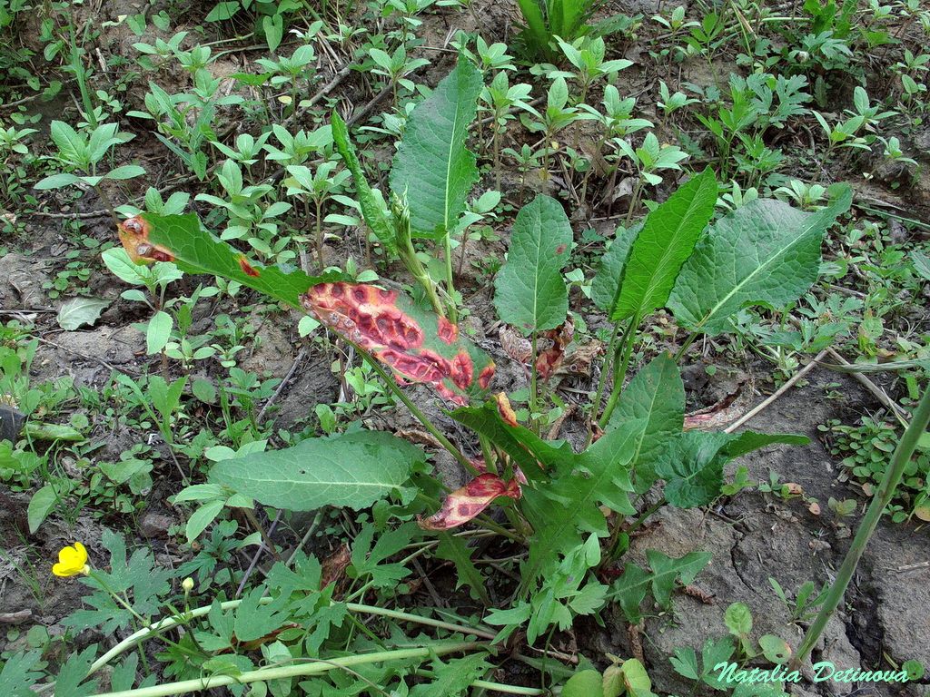 Пукциния щавелевая (Puccinia phragmitis). Автор: Детинова Наталия