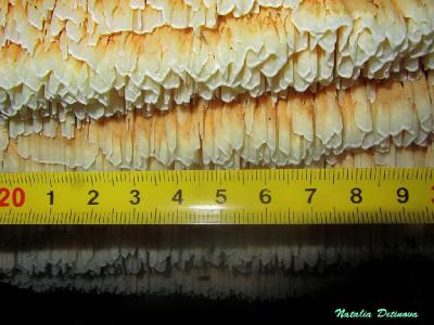 Пикнопореллус бело-жёлтый  (Pycnoporellus alboluteus)  Автор фото: Детинова Наталия
