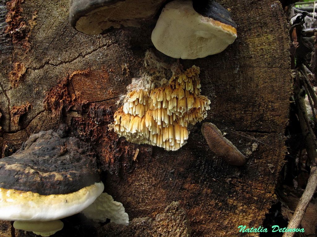 Пикнопореллус бело-жёлтый  (Pycnoporellus alboluteus) Автор: Детинова Наталия
