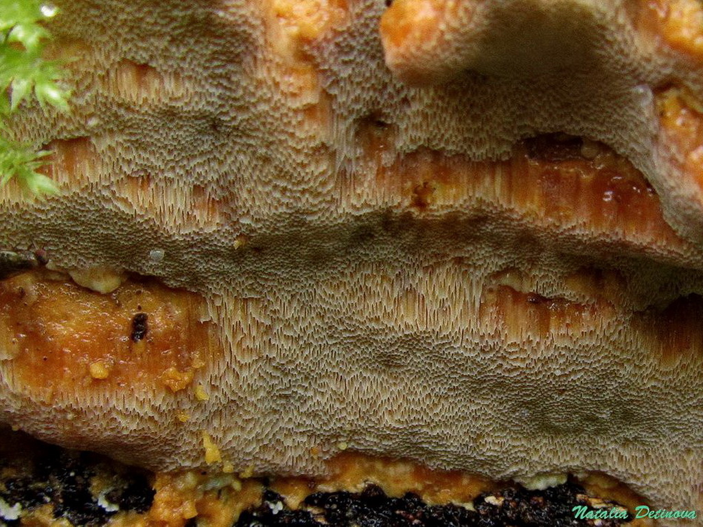 Ригидопорус шафранно-желтый (Rigidoporus crocatus) Автор: Детинова Наталия