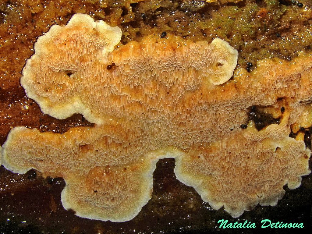 Ригидопорус шафранно-желтый (Rigidoporus crocatus). Автор: Детинова Наталия