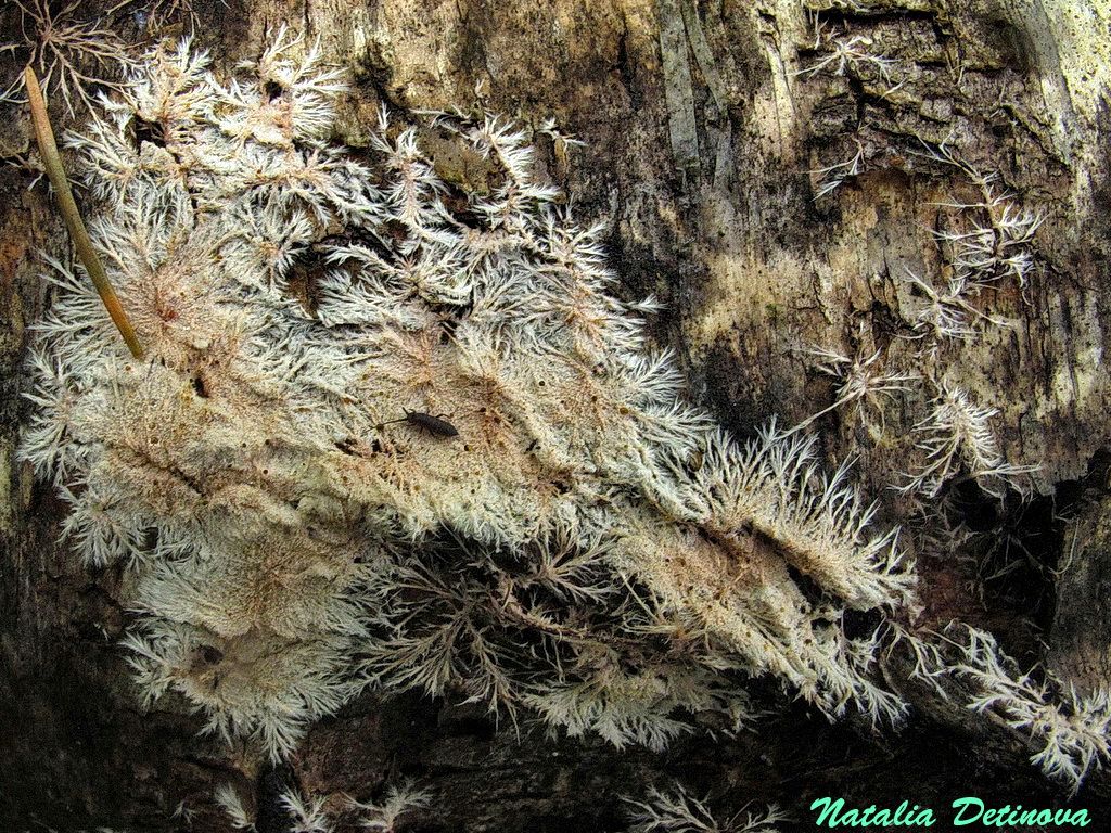 Стекхеринум бахромчатый (Steccherinum fimbriatum) Автор фото: Детинова Наталия