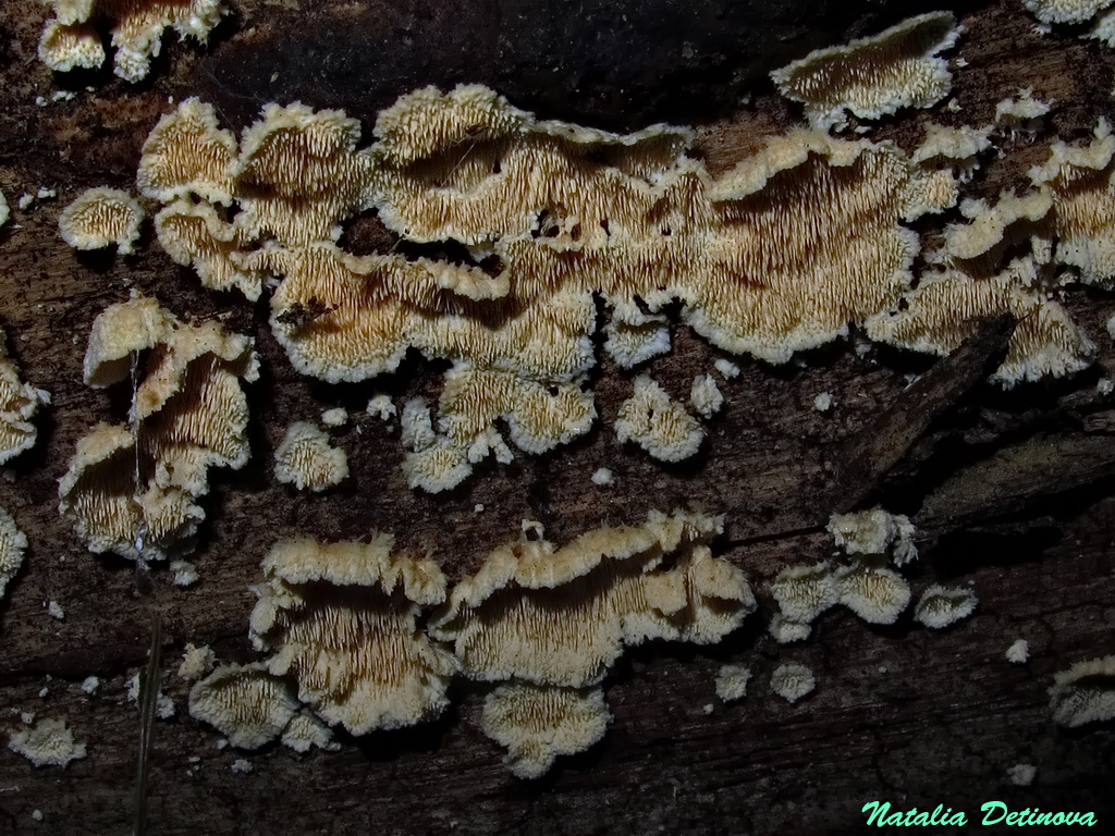 Стекхеринум тонкошиповатый (Steccherinum tenuispinum). Автор фото: Детинова Наталия