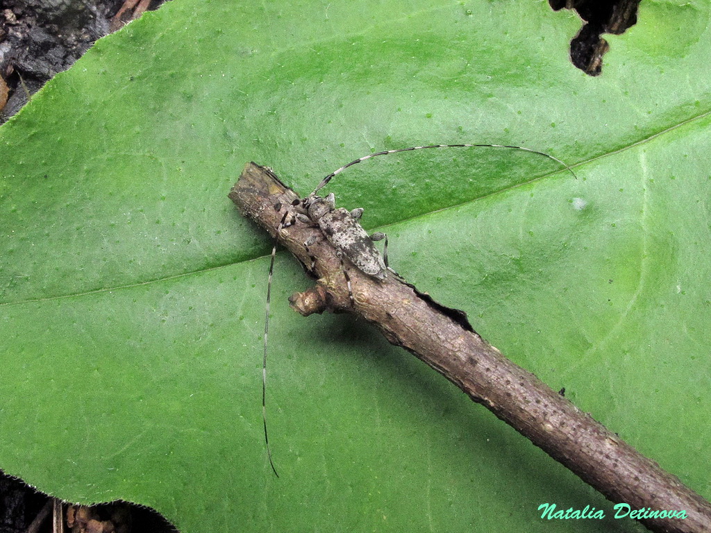 Усач серый малый (Acanthocinus griseus). Фото на сайте 