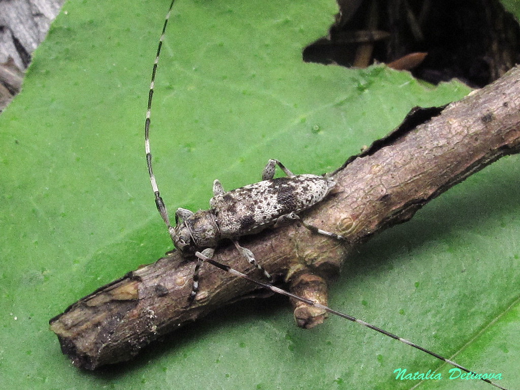 Усач серый малый (Acanthocinus griseus). Фото на сайте 