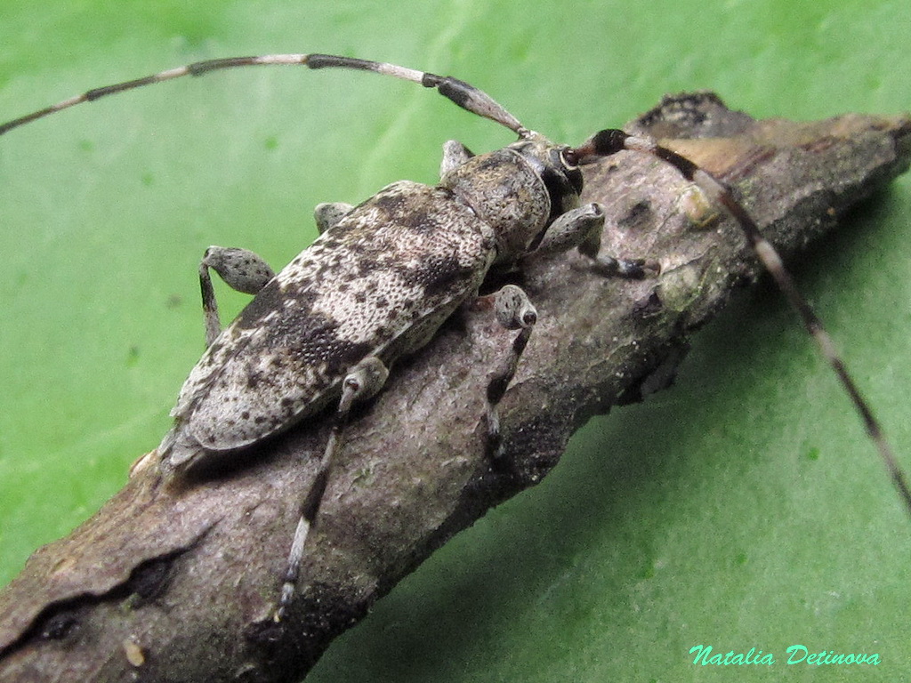 Усач серый малый (Acanthocinus griseus). Фото на сайте 