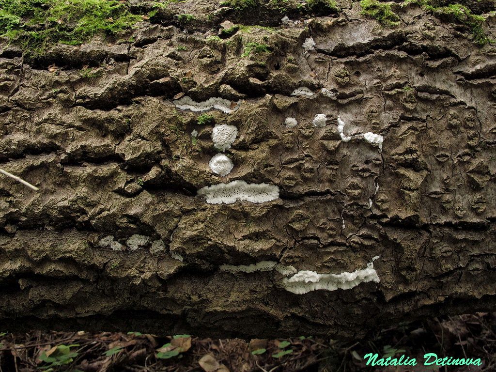 Апорпиум крупнопоровый (Aporpium macroporum) Автор фото: Детинова Наталия