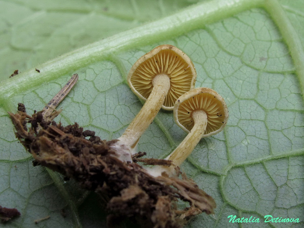 Каллистоспориум сосновый (Callistosporium pinicola) Автор: Детинова Наталия