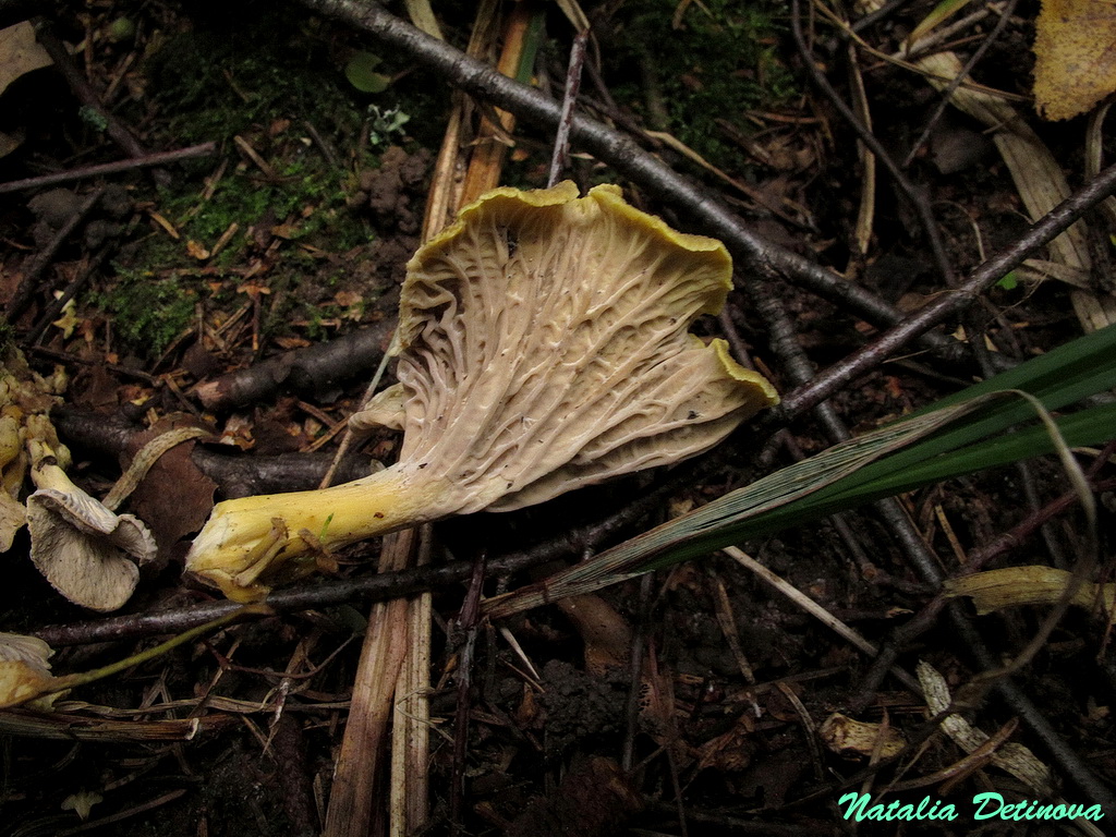 Лисичка серо-желтая (Cantharellus melanoxeros). Автор: Детинова Наталия