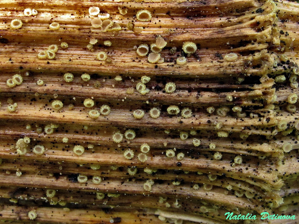 Лахнум мягчайший (Lachnum mollissimum). Автор фото: Детинова Наталия