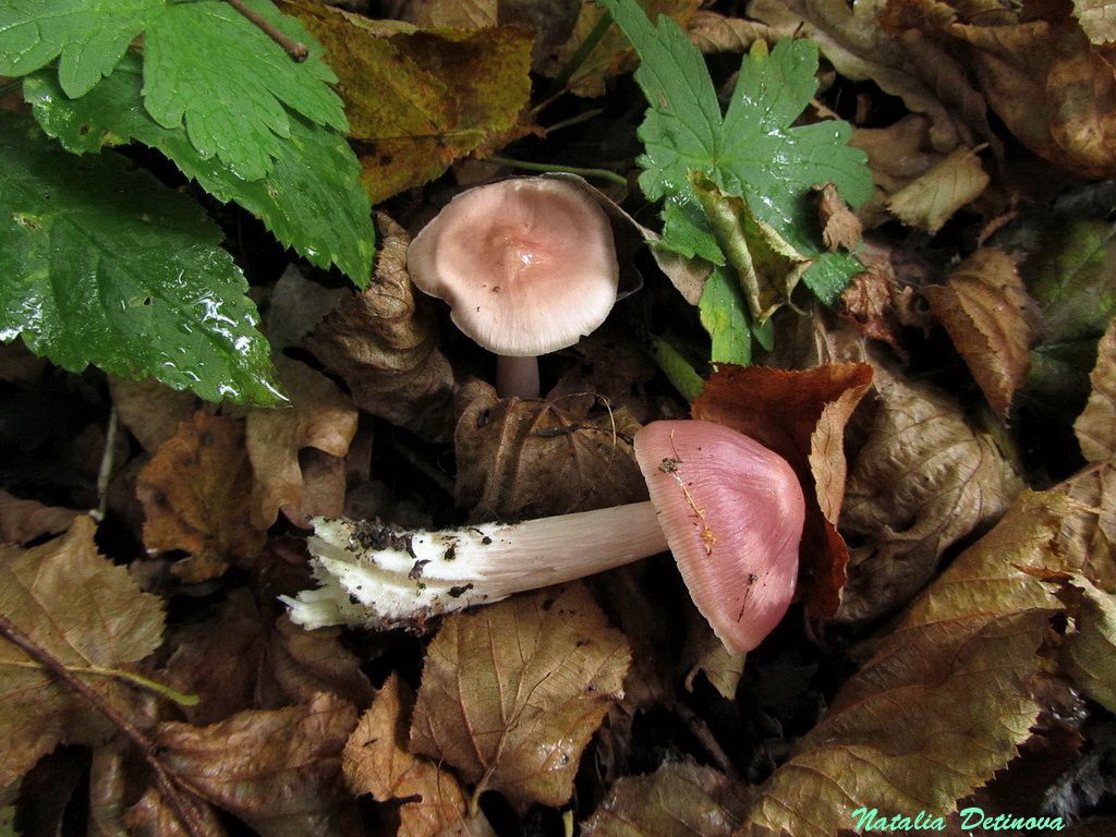 Мицена розовая (Mycena rosea) Автор фото: Детинова Наталия