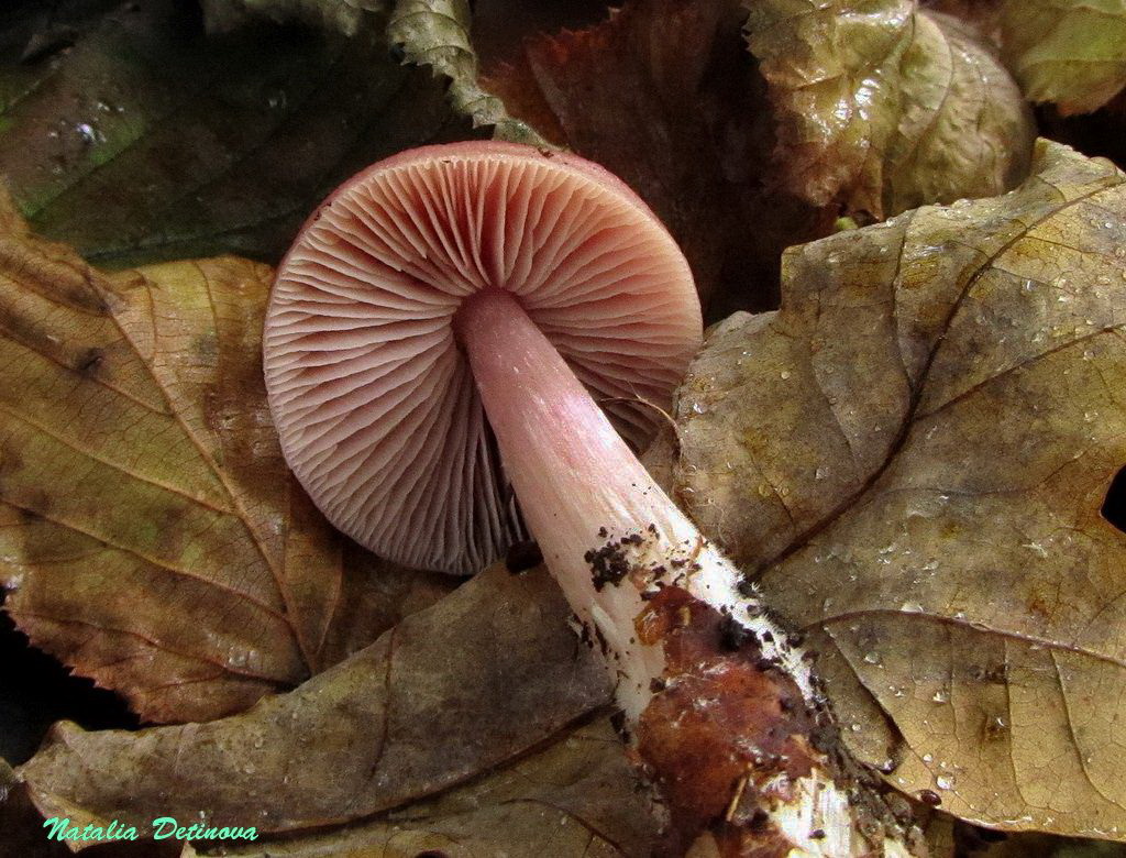 Мицена розовая (Mycena rosea) Автор фото: Детинова Наталия