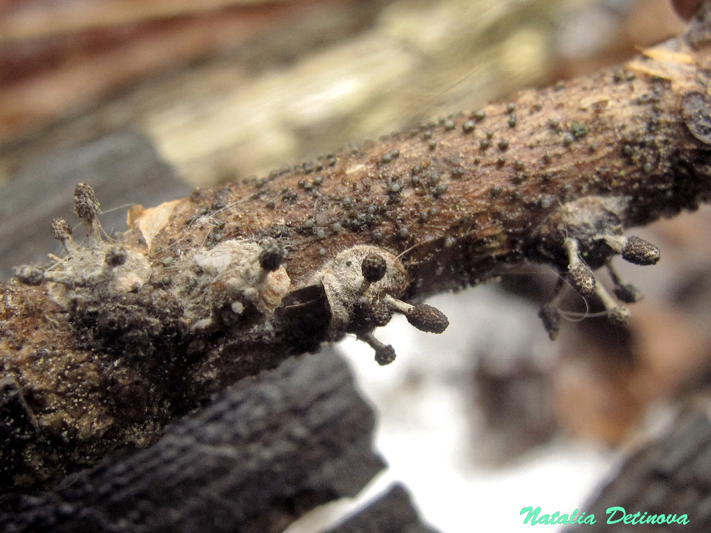 Офиокордицепс булавчатый (Ophiocordyceps clavulata). Автор фото: Детинова Наталия