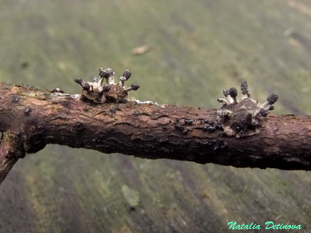 Офиокордицепс булавчатый (Ophiocordyceps clavulata). Автор фото: Детинова Наталия