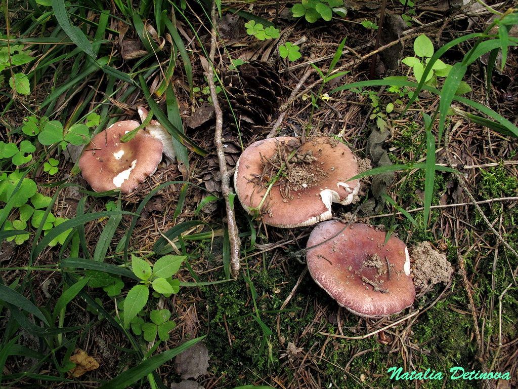 Сыроежка пищевая (Russula vesca) Автор фото: Детинова Наталия