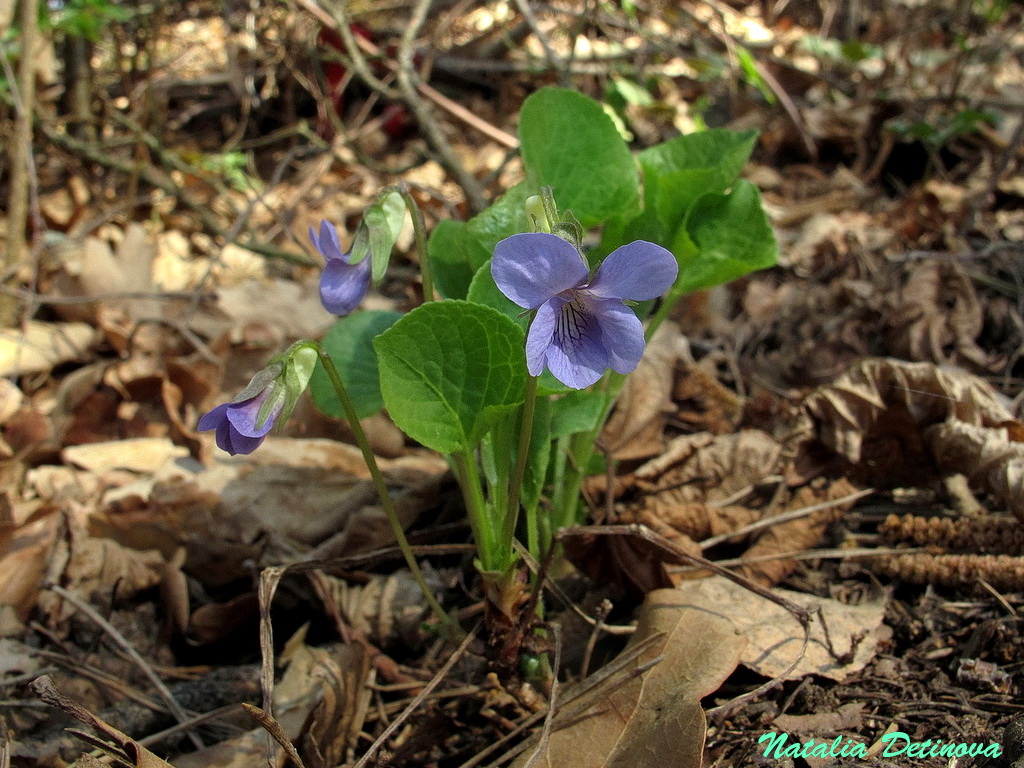 Фиалка удивительная (Viola mirabilis). Автор фото: Детинова Наталия