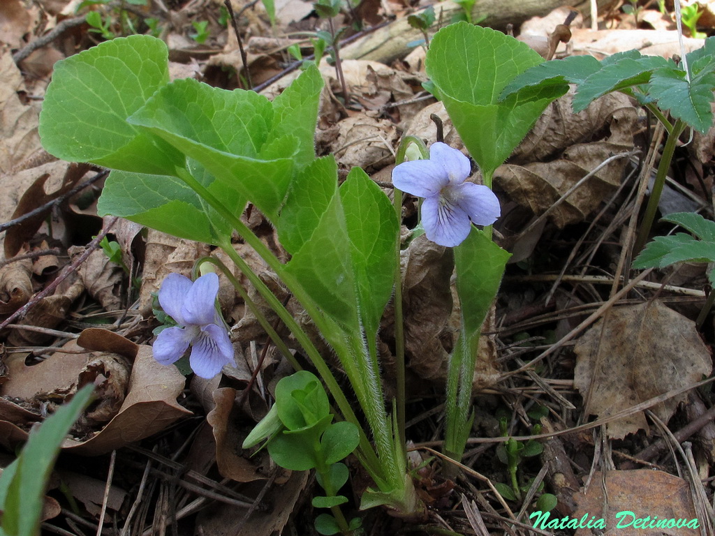 Фиалка удивительная (Viola mirabilis) Автор фото: Детинова Наталия