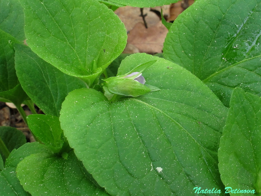Фиалка удивительная (Viola mirabilis) Автор фото: Детинова Наталия