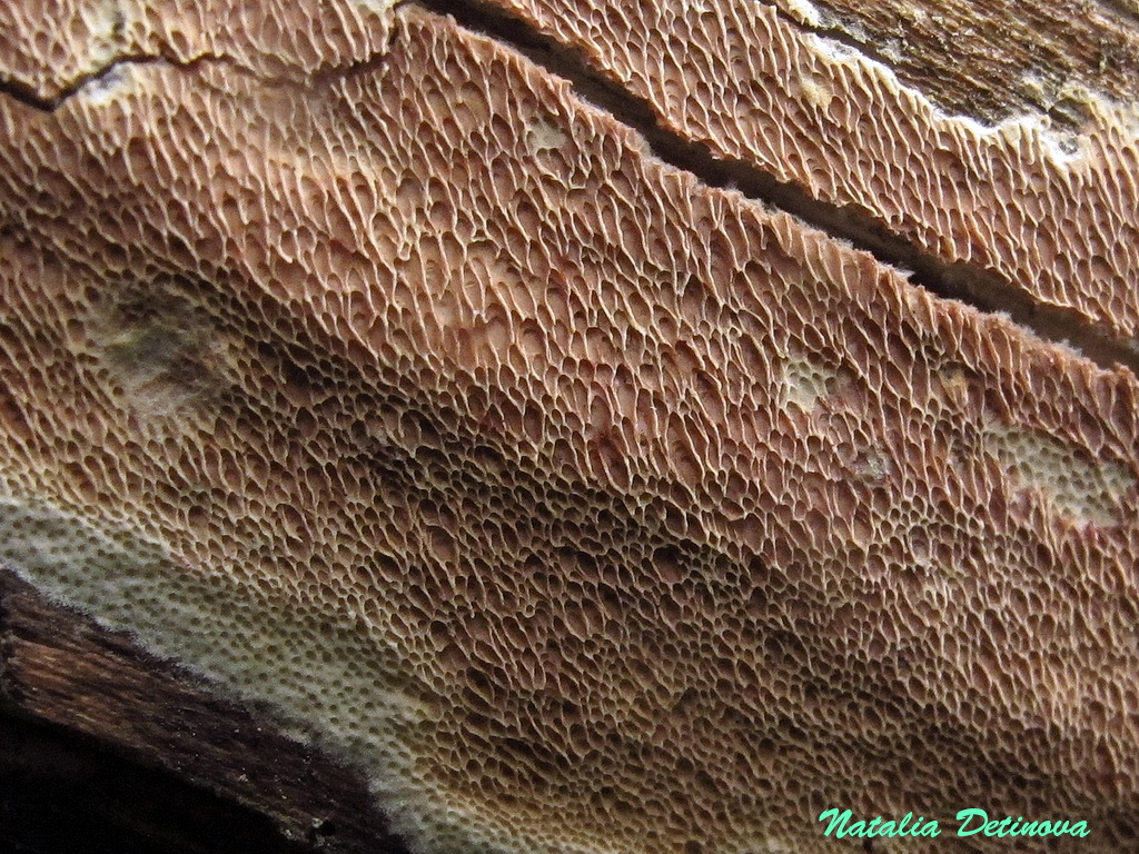 Церипория пурпурная (Ceriporia purpurea). Автор: Детинова Наталия