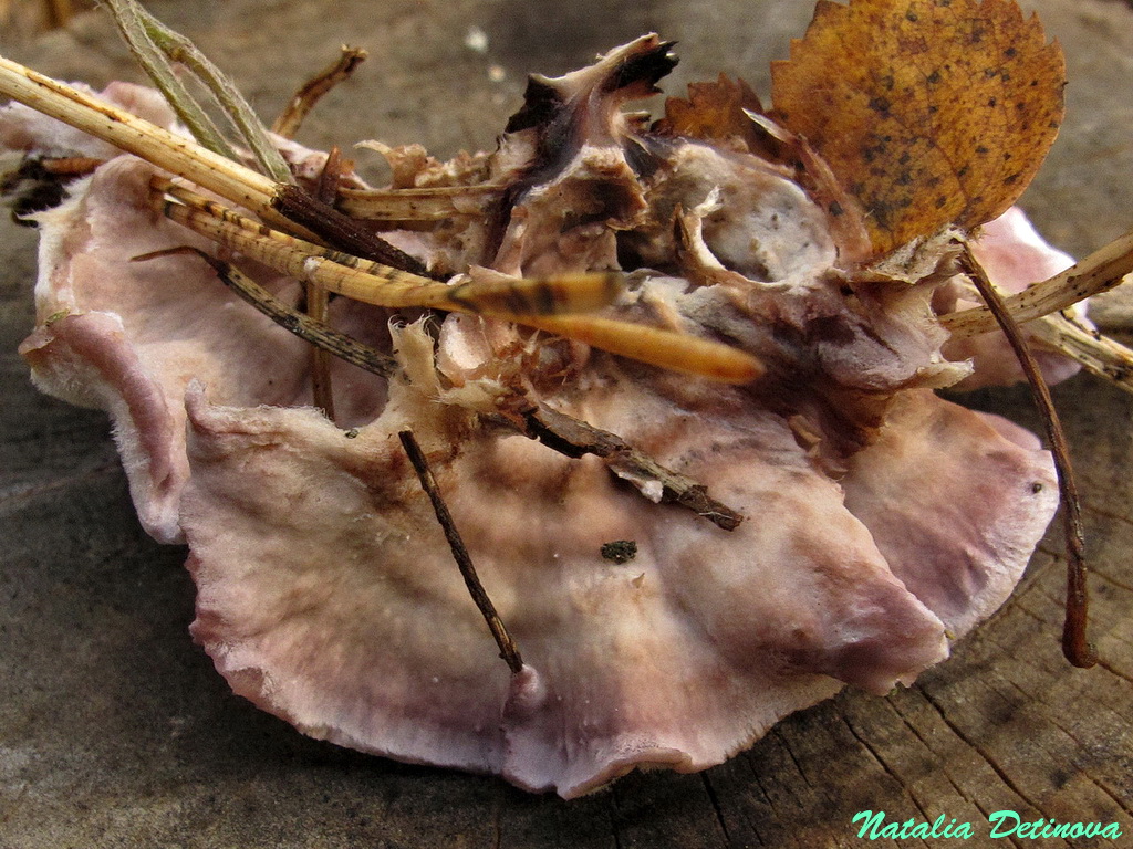 Хондростереум пурпурный (Chondrostereum purpureum). Автор: Детинова Наталия