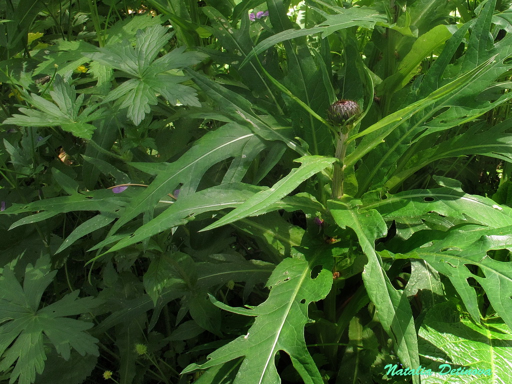 Бодяк разнолистный (Cirsium heterophyllum) Автор фото: Детинова Наталия