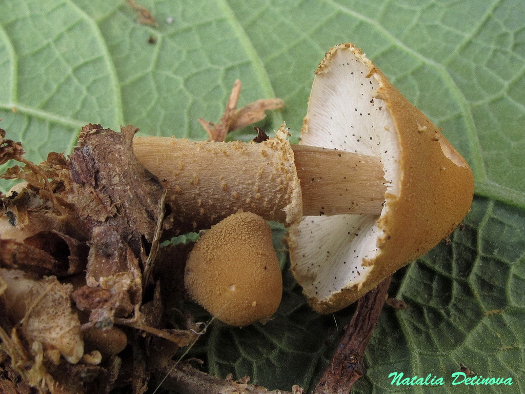 Цистодерма японская (Cystoderma japonicum). Автор фото: Детинова Наталия
