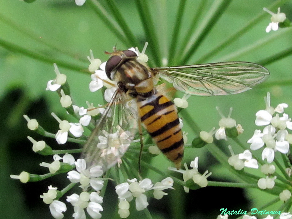 Мармеладная муха (Episyrphus balteatus). Автор: Детинова Наталия