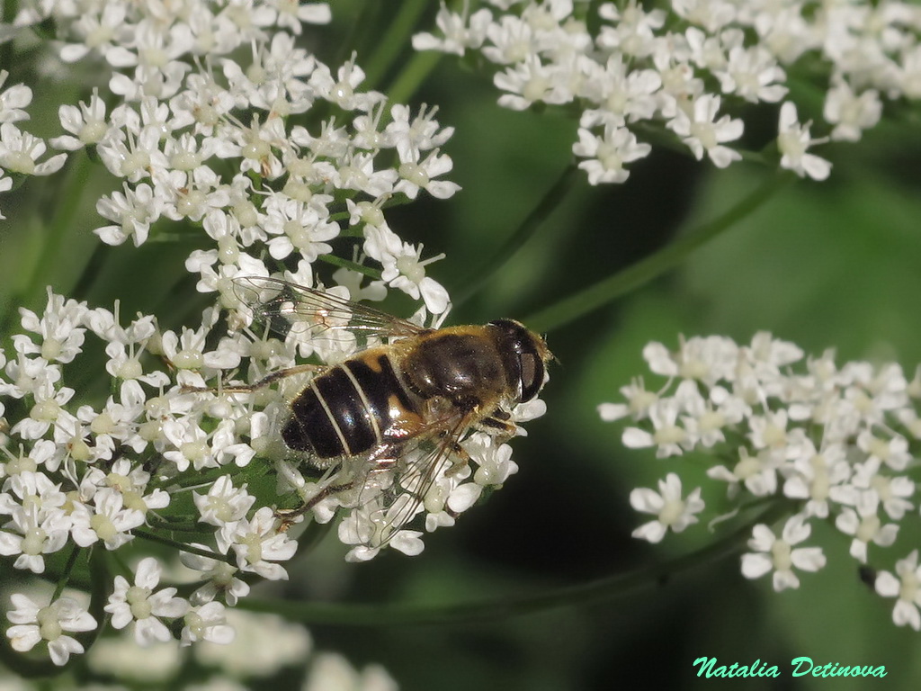 Пчеловидка (Eristalis nemorum) Автор: Детинова Наталия