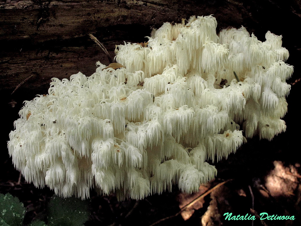 Ежовик коралловидный (Hericium coralloides). Автор фото: Детинова Наталия