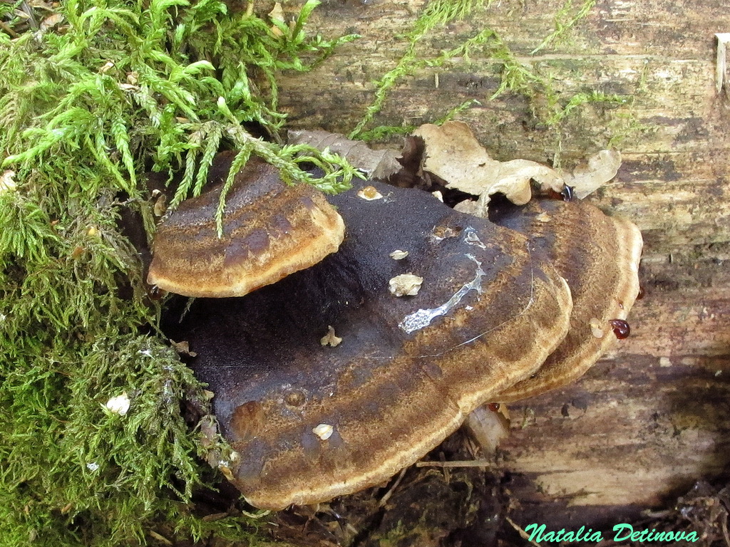 Трутовик смолистый (Ischnoderma benzoinum) Автор: Детинова Наталия