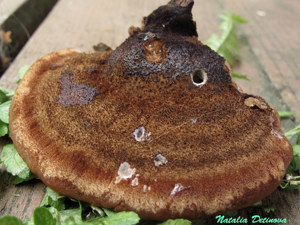 Трутовик смолистый (Ischnoderma benzoinum) Автор фото: Детинова Наталия