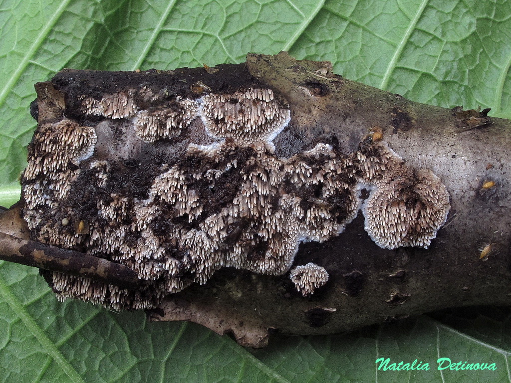 Микоация темно-бурая (Mycoacia fuscoatra) Автор: Детинова Наталия