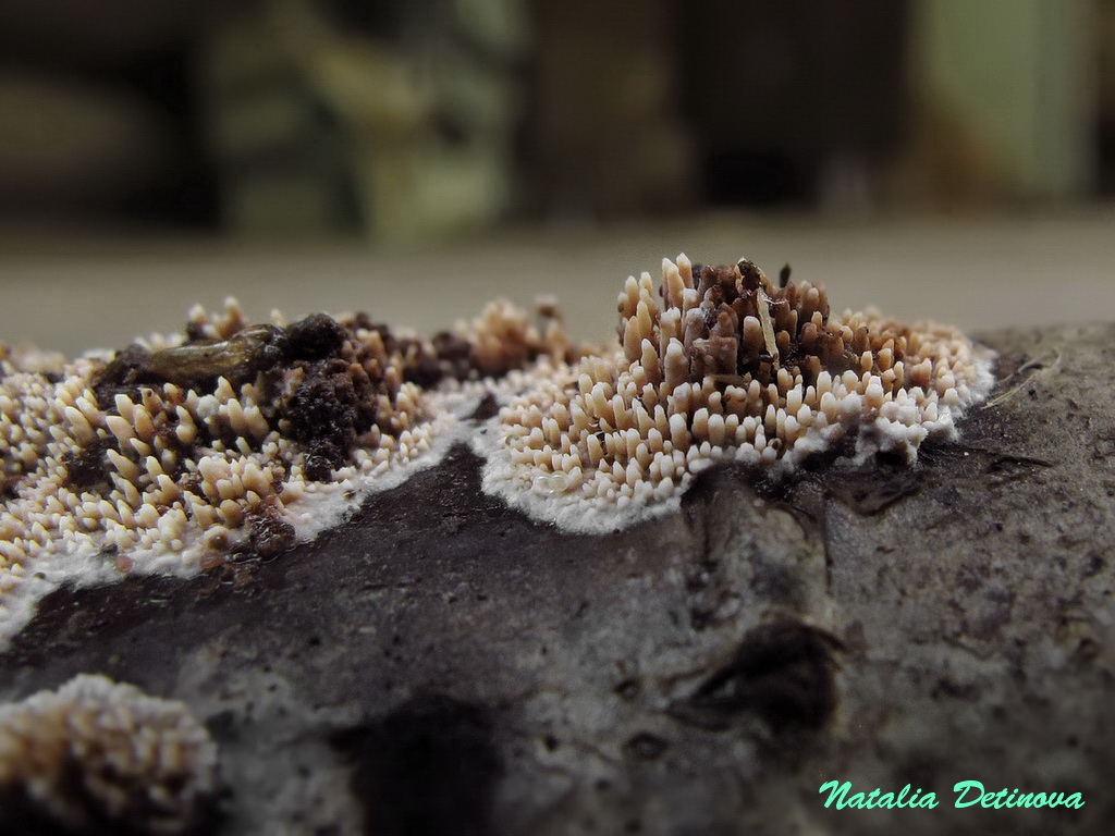 Микоация темно-бурая (Mycoacia fuscoatra) Автор: Детинова Наталия
