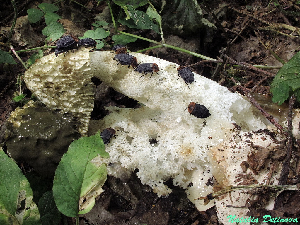 Мертвоед красногрудый (Oiceoptoma thoracicum) Автор: Детинова Наталия