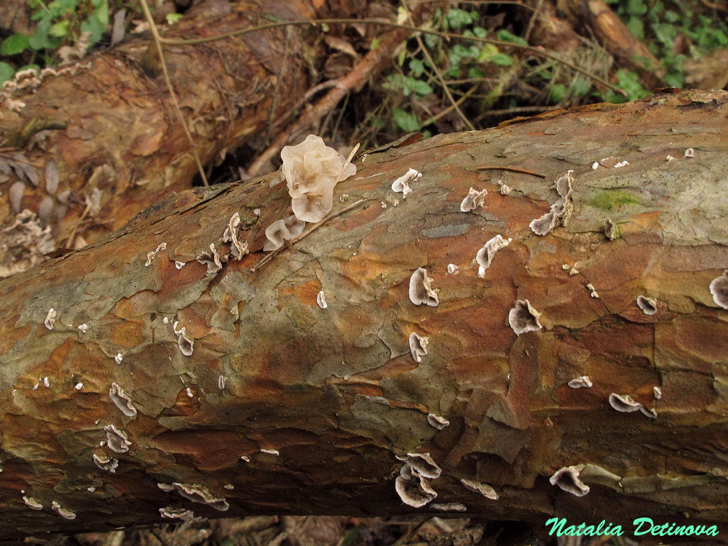 Дрожалка листоватая (Phaeotremella foliacea). Автор: Детинова Наталия