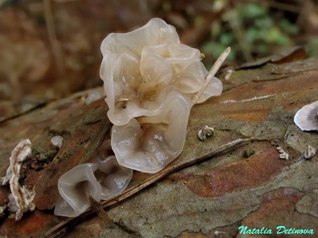 Phaeotremella foliacea. Автор фото: Наталия Детинова