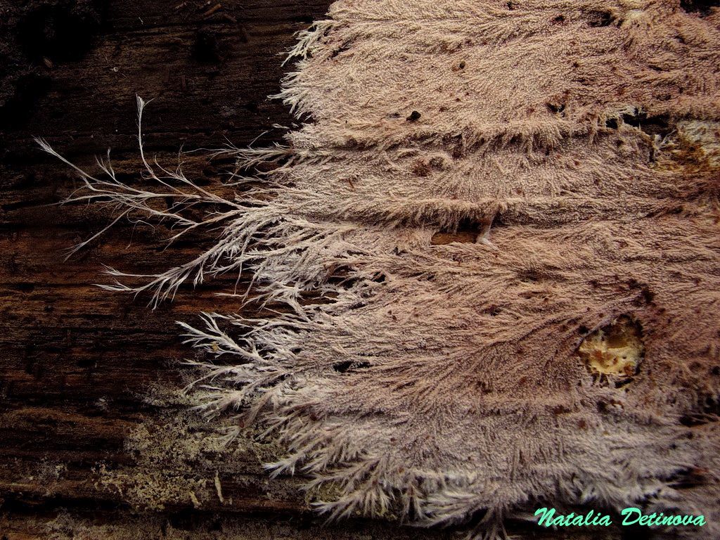 Стекхеринум бахромчатый (Steccherinum fimbriatum) Автор фото: Детинова Наталия