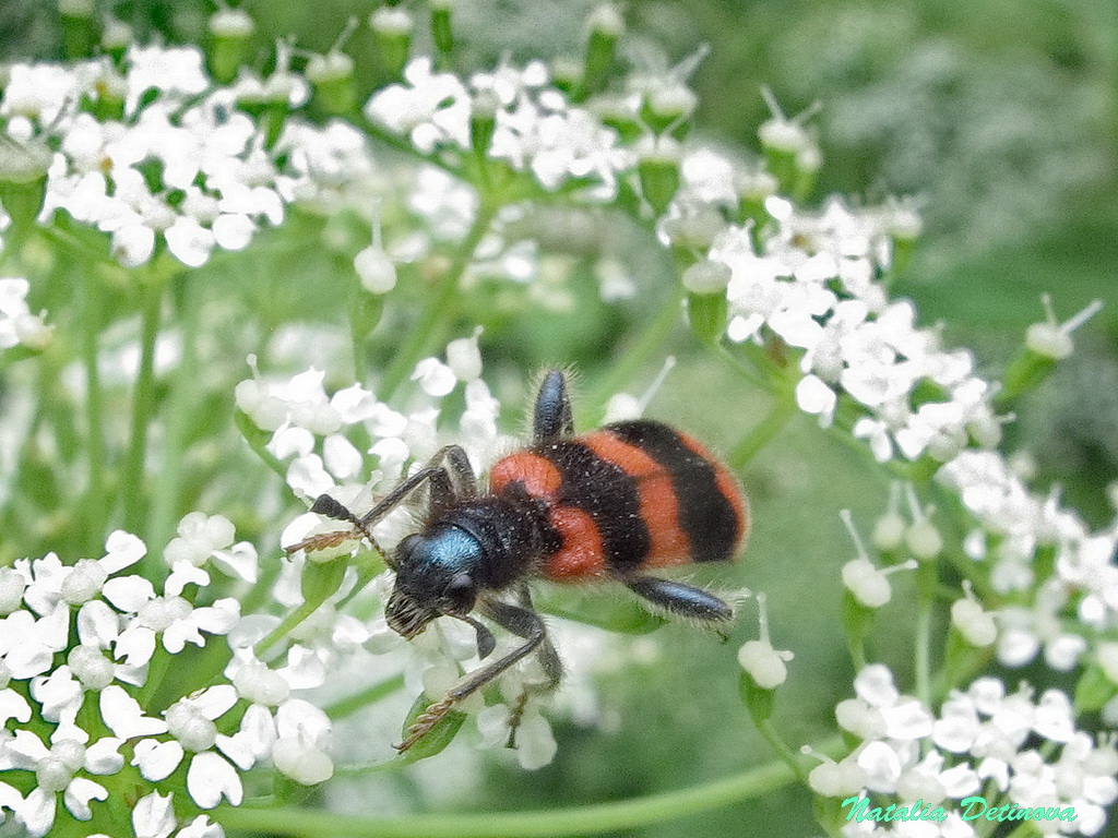 Пестряк пчелиный (Trichodes apiarius) Автор: Детинова Наталия