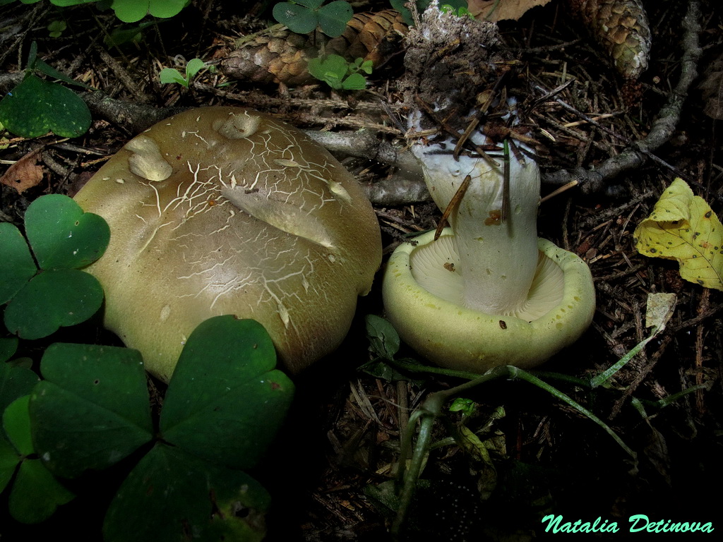 Рядовка репоножковая (Tricholoma rapipes). Автор фото: Детинова Наталия