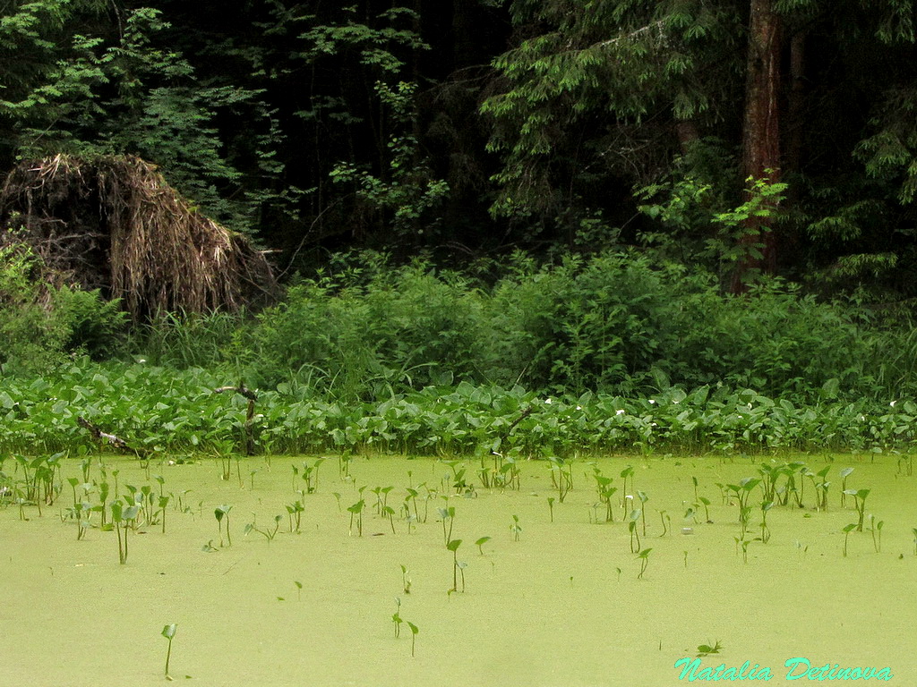 Московская область, Одинцовский район. Маленькое лесное озеро. Июнь 2017 г.  Автор фото: Детинова Наталия