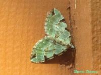 s:бабочки,c:бледно-зеленые,c:зеленоватые,c:зеленые,s:ночные бабочки